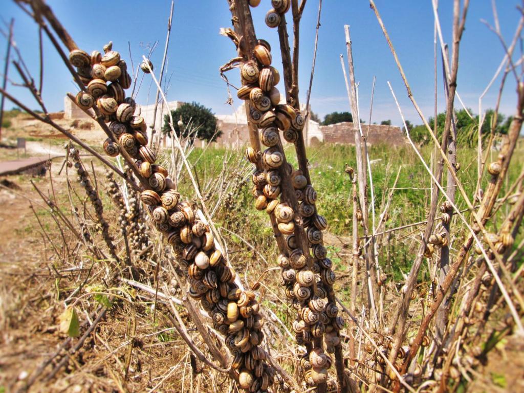 Zeybek 1 Pension Patara Exteriér fotografie